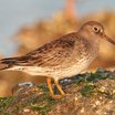 Purple Sandpiper